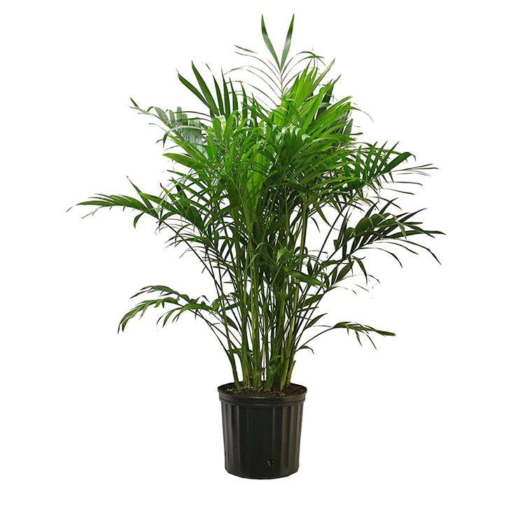 نخل شامادورا الگانس